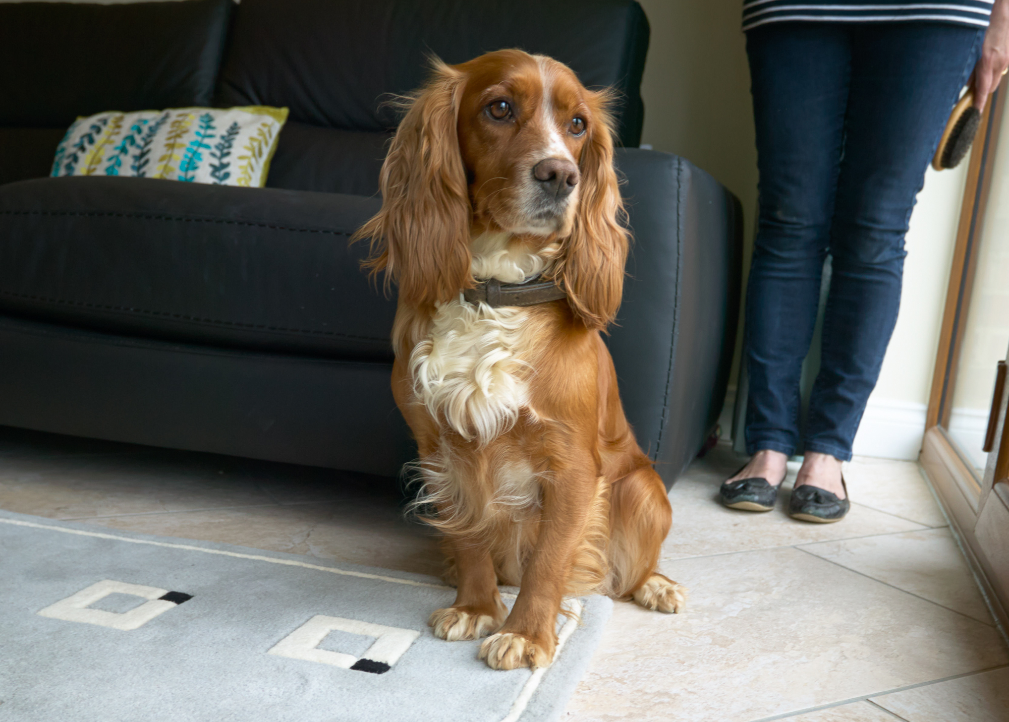 Bring Your Horse and/or Dog on Holiday Middleton Cottages